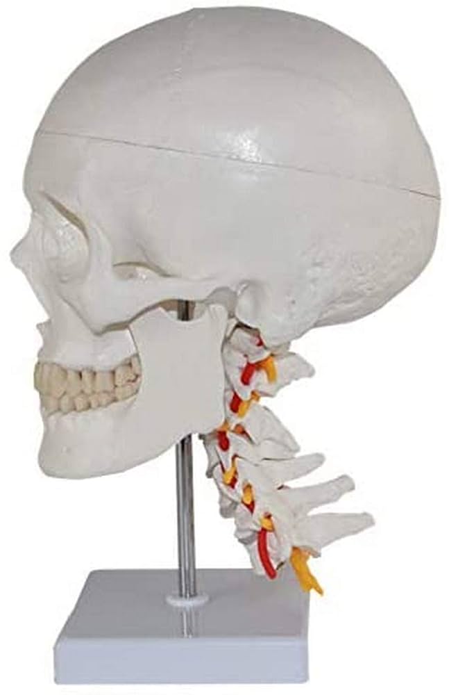 Amazon.co.jp: 科学的な人間の頭蓋骨の解剖学モデル、医学生に