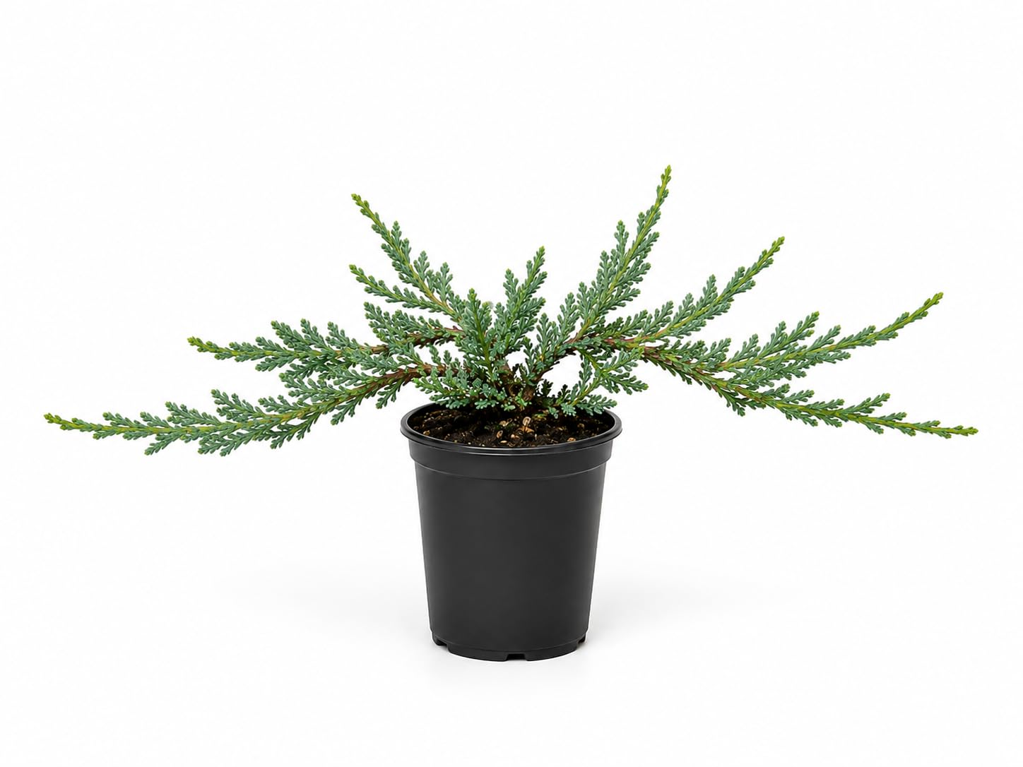 Blue Rug Juniper 15 Live Plants
