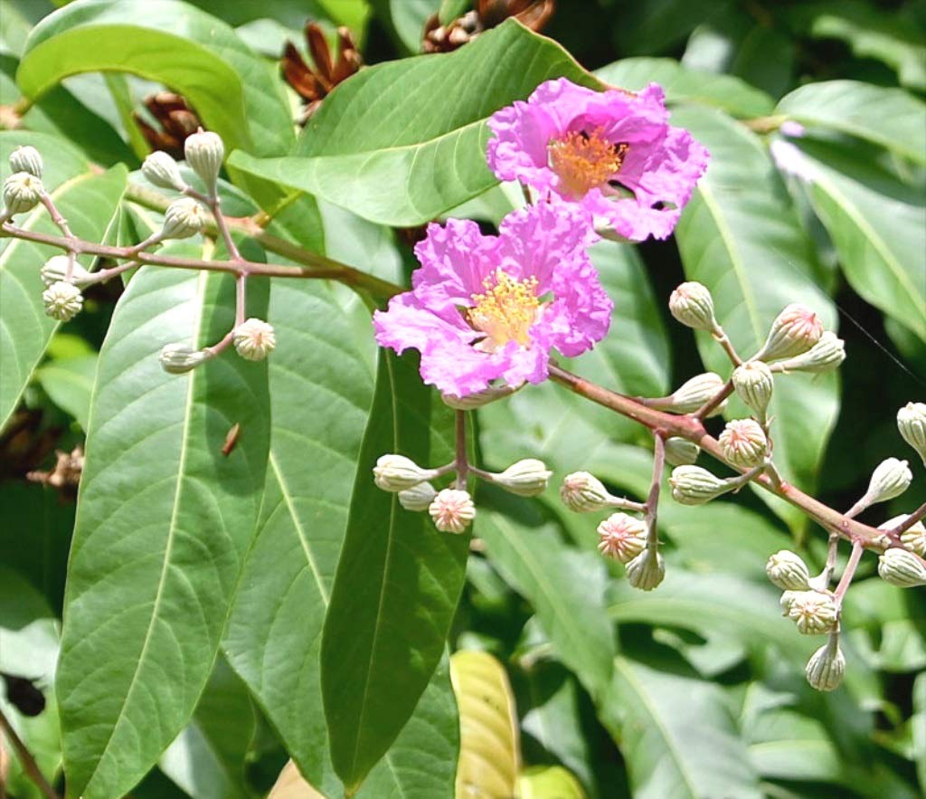 Plantzoin Queen crape myrtle Jarul Lagerstroemia speciosa Patuli Live Plant-image-9