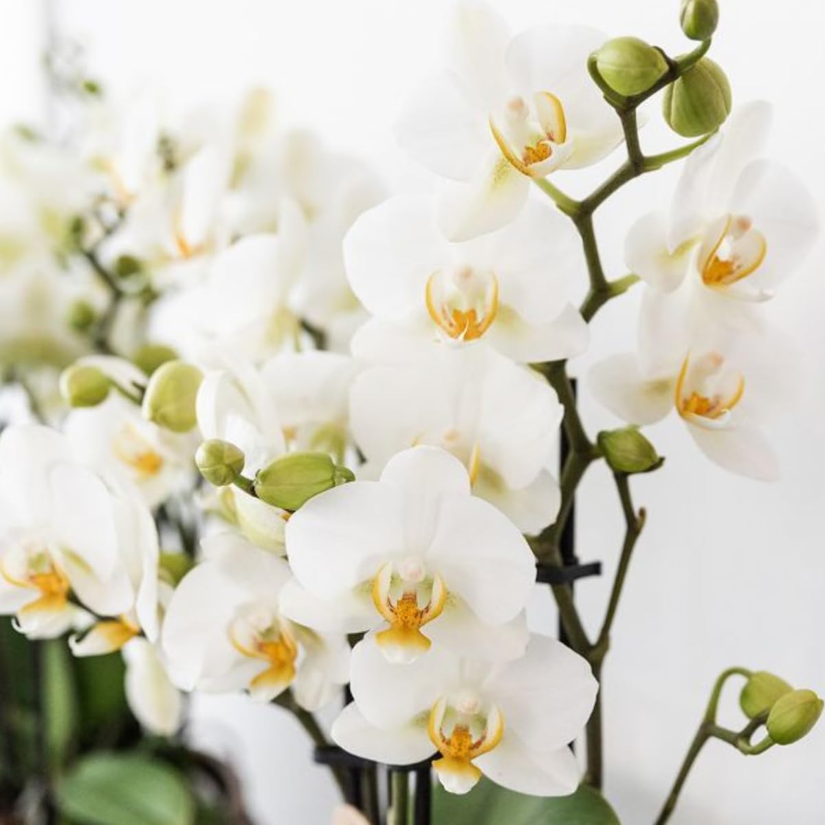 Set di piante mediterranee Sunset – Bianco Phalaenopsis Orchidea Losanna e Piante Grasse incl. vasi in ceramica