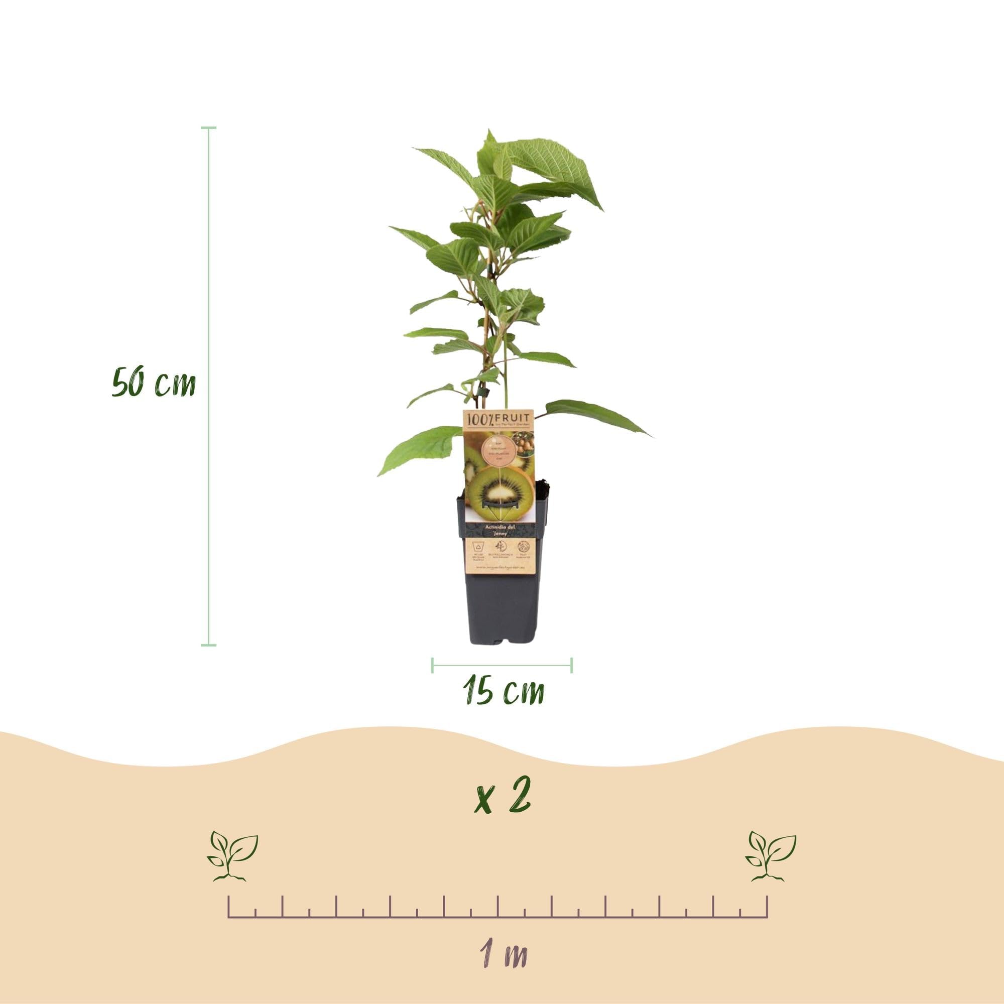 Actinidia deliciosa Jenny Kiwiplant Autofertile 2 Plantes Pot 15cm Hauteur 50cm