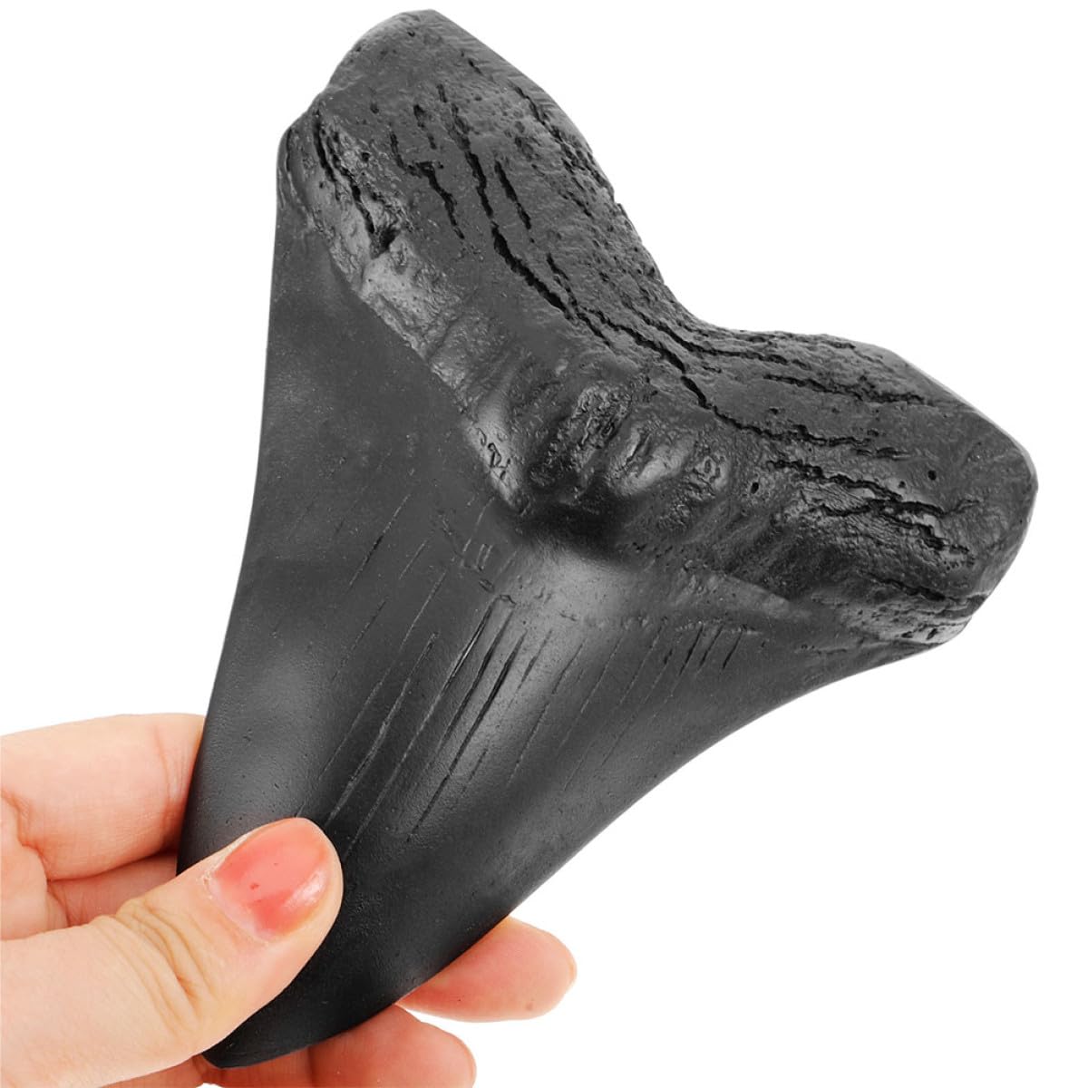 Réplicas de Dientes de Megalodón de Resina, 2 Piezas para Coleccionistas
