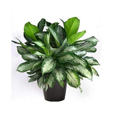 Mphmi Aglaonema Commutatum Silver Queen - Plant
