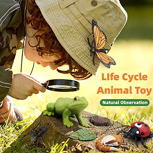Montessori Life Cycle Animal Figures with Flash Cards, Realistic Animal Plant - Bild 5 von 71