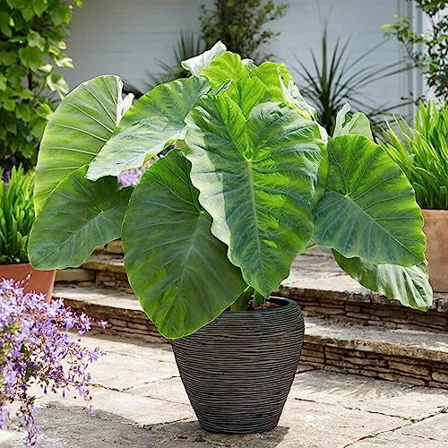 Garden State Bulb Giant Colocasia Elephant Ear Bulbs 11/13 inches Spring Planting (Bag of 3)