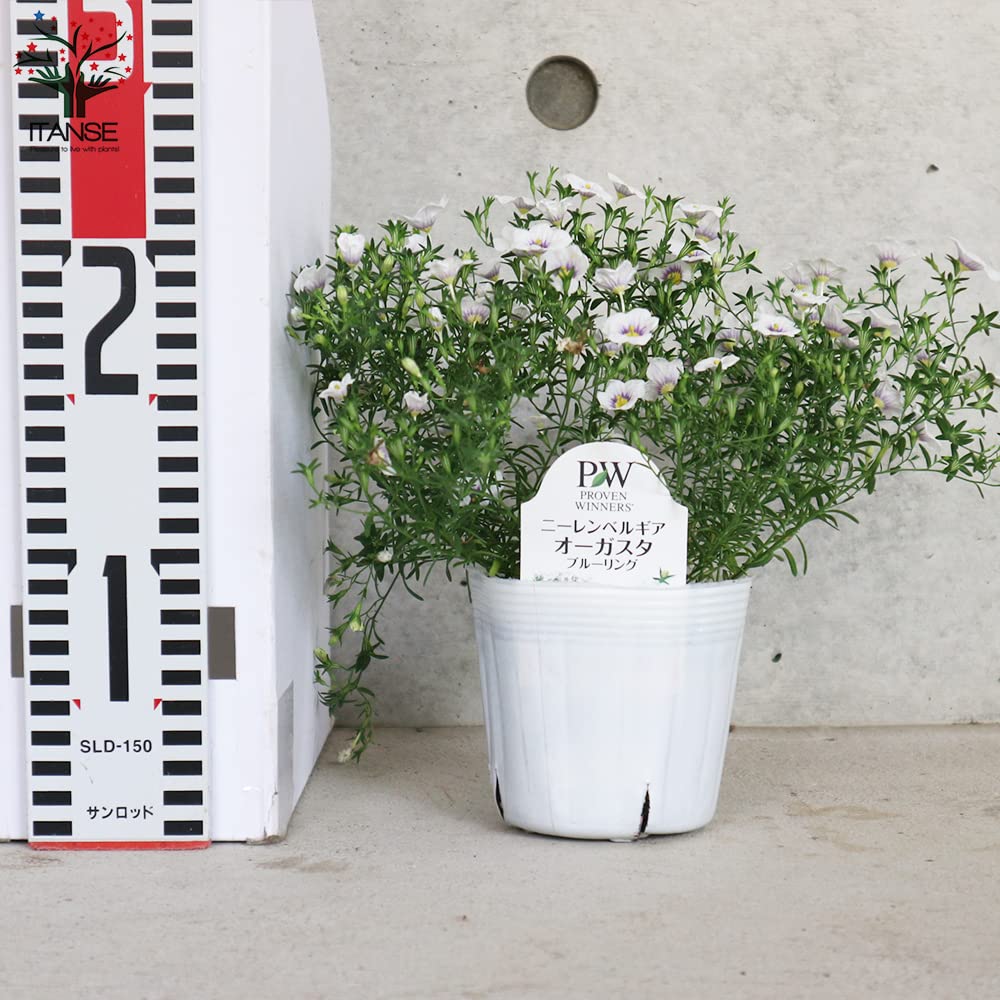 Amazon.co.jp: ニーレンベルギア オーガスタ ブルーリング 3.5号