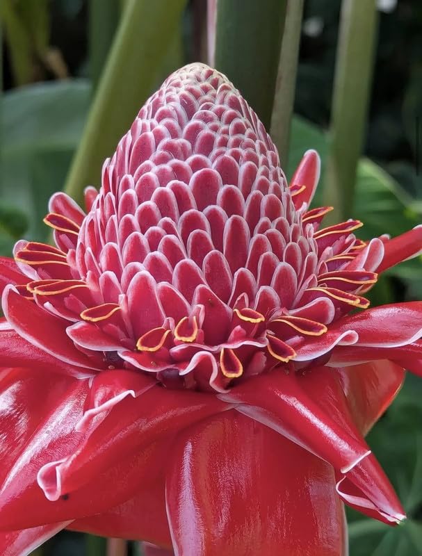 Rare Red Torch Ginger 1xBare Root Plant Premium Red Tropical Blooms Hardy & Fast Growing Exotic Ornamental Plant