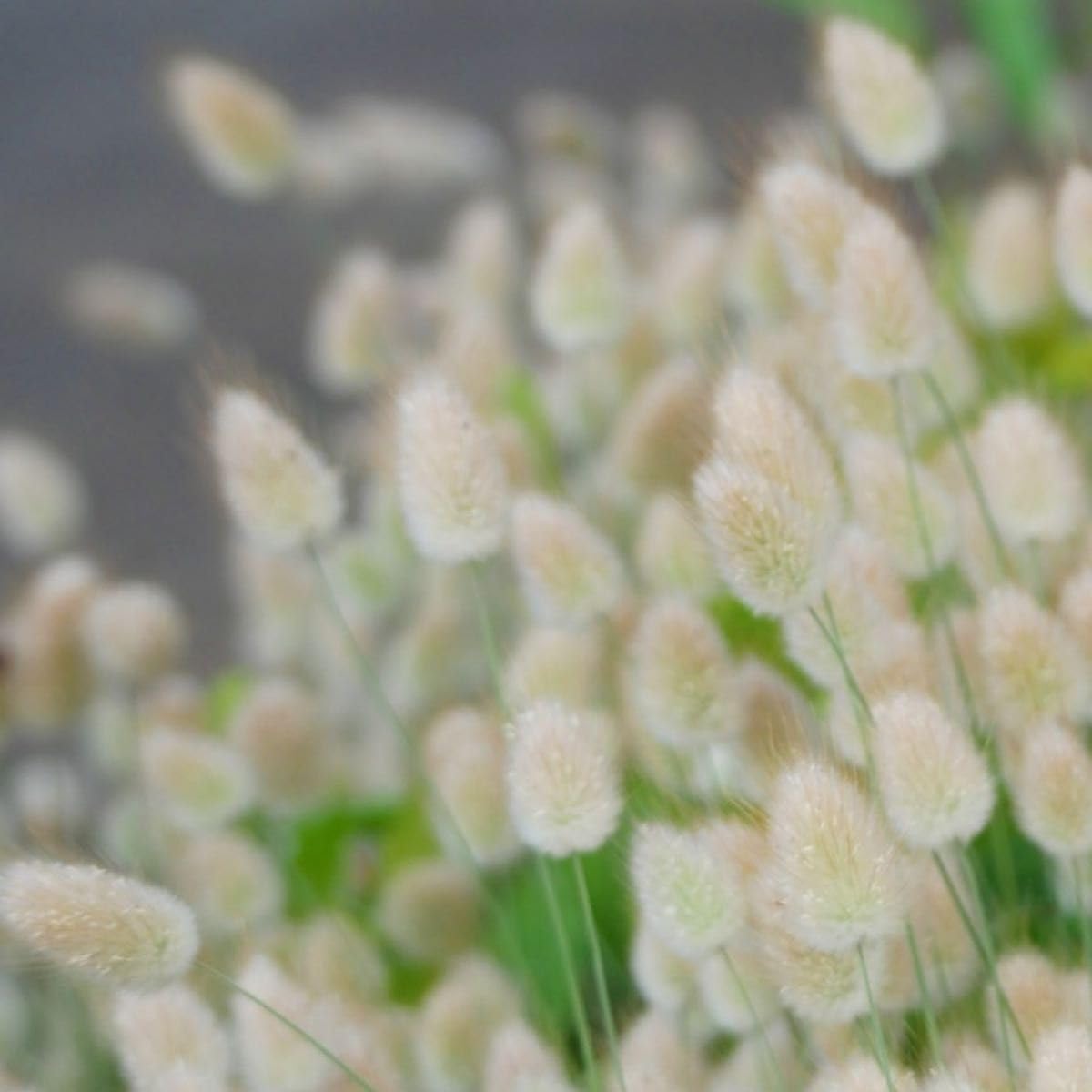 ドライフラワー ラグラスオバタス 花の種】ラグラスオバタス バニーテール 種子 約50粒 切花ドライ