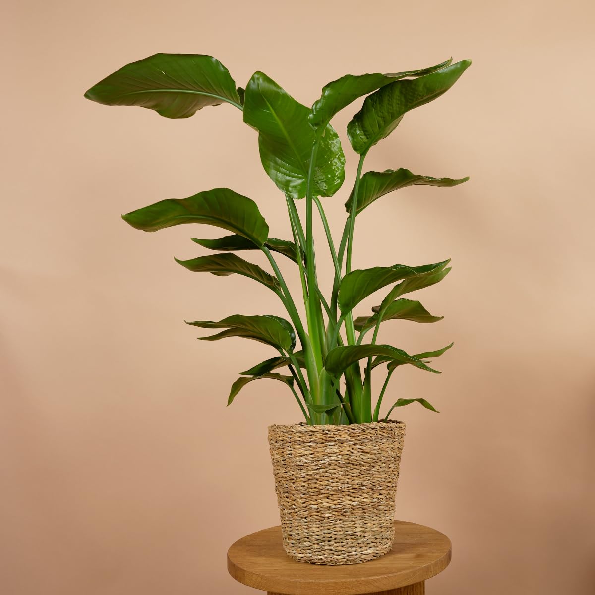 Bloomique - 2er-Set - Strelitzia Nicolai - Strelitzie Pflanze -  Paradiesvogel Pflanze - Paradiesvogelblume - Zimmerpflanzen Gro -  Grnpflanzen Luftreinigend - Hhe 70-80 cm - Topf 17 cm : Amazon.de: Garten