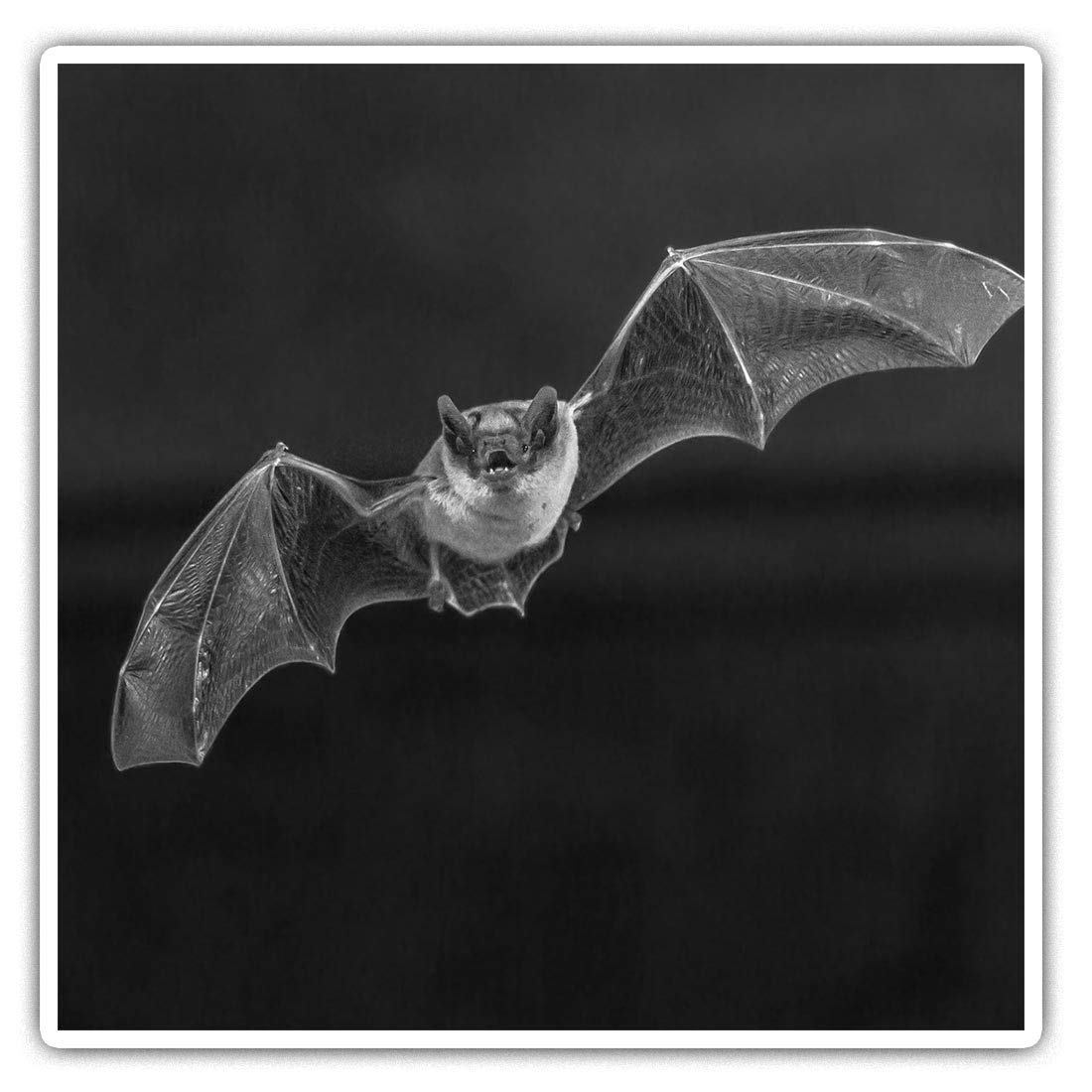 Destination Vinyl Ltd Multi Square Stickers (Set Of 2) 10Cm Bw - Pipistrelle Gothic Flying Bat Fun Decals For Laptops,Tablets,Luggage,Scrap Booking,Fridges, #36647