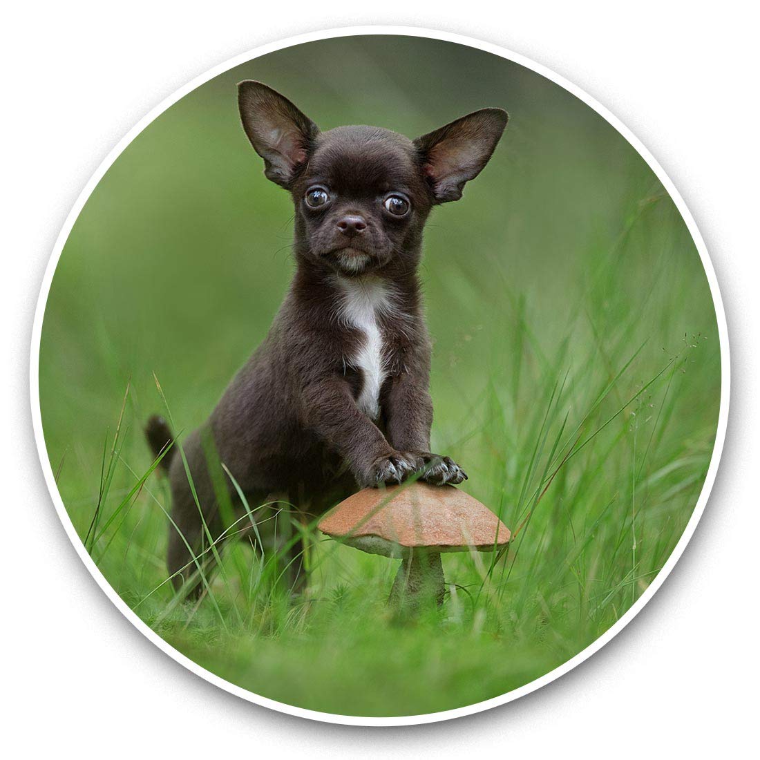 Awesome Vinyl Stickers (Set of 2) 7.5cm - Cute Black Chihuahua Forest Dog Puppy Fun Decals for Laptops,Tablets,Luggage,Scrap Booking,Fridges #44759