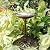 VIVOHOME Polyresin Antique Outdoor Golden Garden Bird Bath and Solar Powered Round Pond Fountain Combo Set