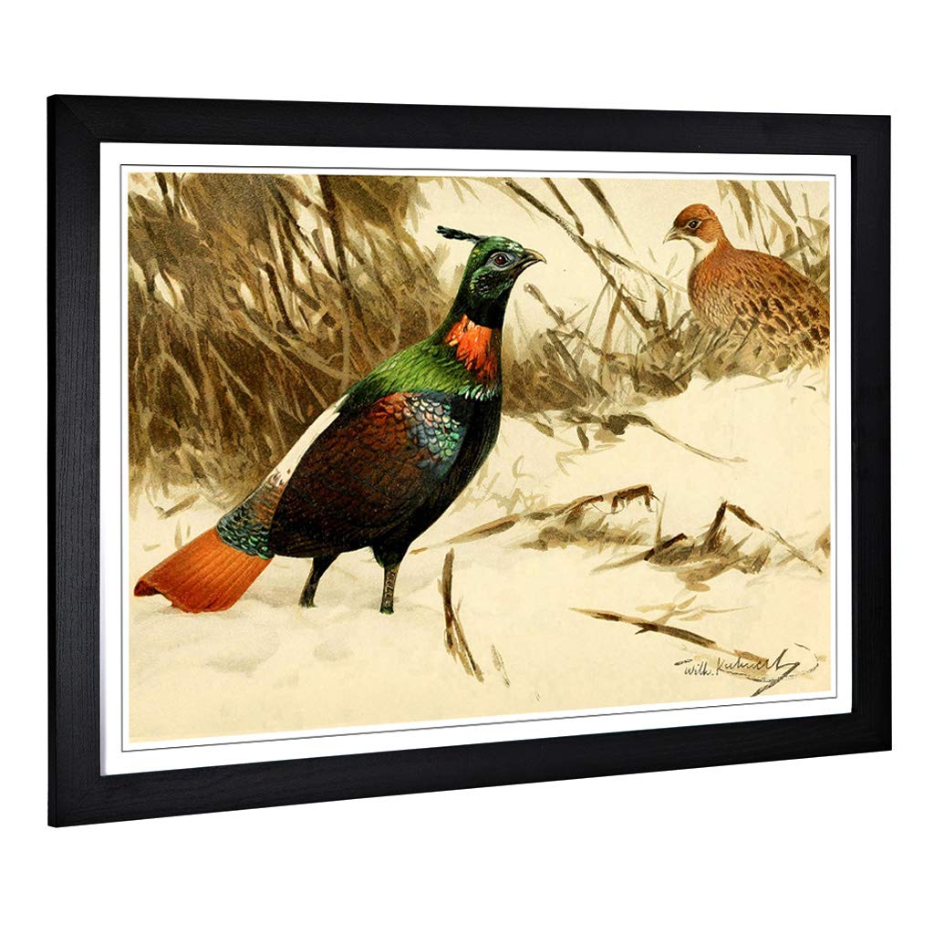Big Box Art Framed Print of Vintage W Kuhnert Himalayan Monal Pheasant Design | Wall Art Picture | Home Decor for Kitchen, Living Room, Bedroom, Hallway, Black, A2 / 24.5x18 Inch / 62x45cm
