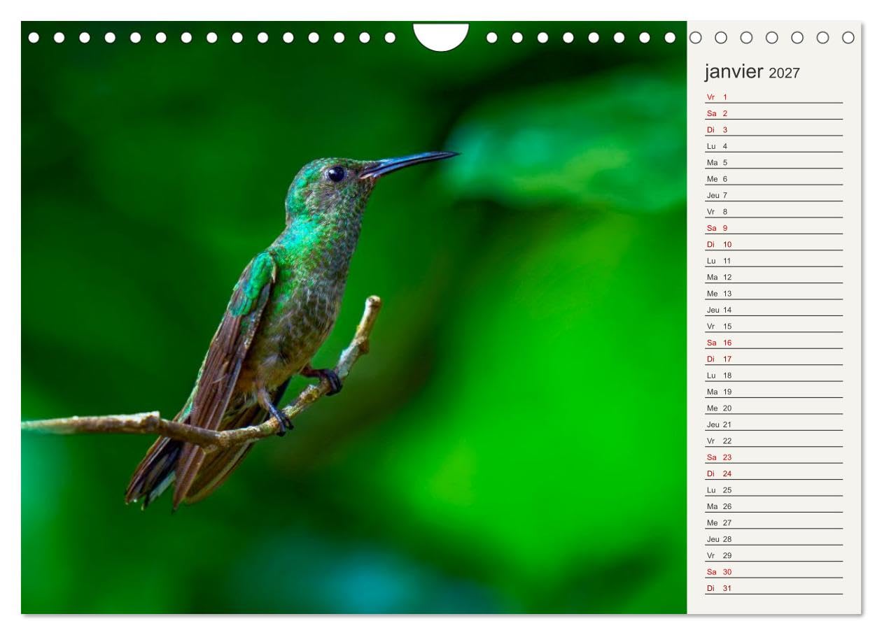 Colibris - éclats de nature (Calendrier mural 2027 DIN A4 vertical), CALVENDO calendrier mensuel: Joyaux de la forêt tropicale