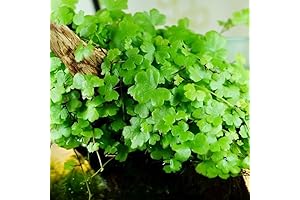 Pennywort Plant Live - Japanese Dwarf Pennywort