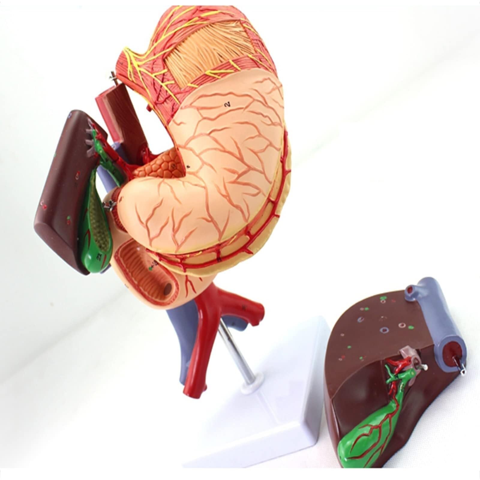 Human Organ Anatomical Model with Detachable Organs and Body Parts, Human Liver Anatomical Model, Liver Anatomical Model, Medical Anatomical Liver Model