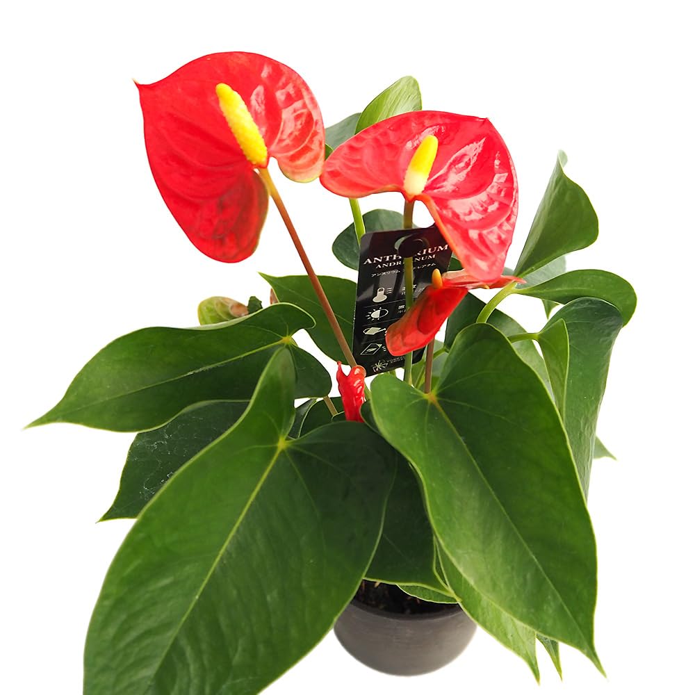 Amazon｜ITANSE アンスリウム シエラ 赤 4号 1個売り 観葉植物