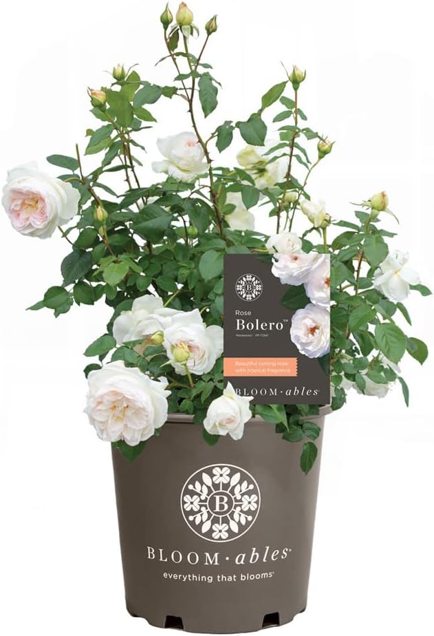 Amazon.com : 2 Gallon Bloomables Rose Bolero : Patio, Lawn & Garden