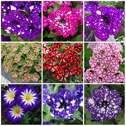 Nuovi semi di petunia da 100 pezzi per il giardino multicolore 5