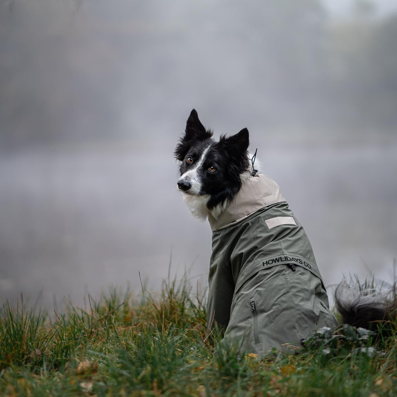 Chaqueta impermeable para perro Midnight Forest, ligera, ajustable y plegable, impermeable ideal para senderismo y mochileros, impermeable, con capucha plegable, perros medianos 50 (S)