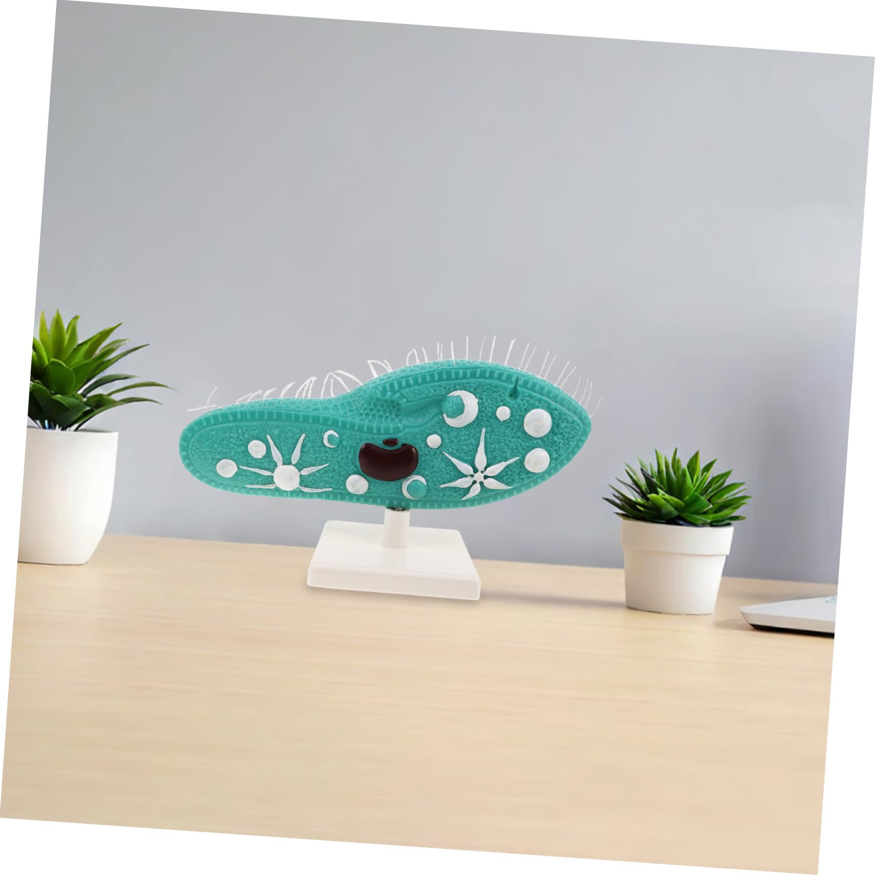 iplusmile Paramecio per Esperimenti di Biologia di Microscopio Didattico con Supporto per Laboratorio Campione per Aula di Scienze Educativo