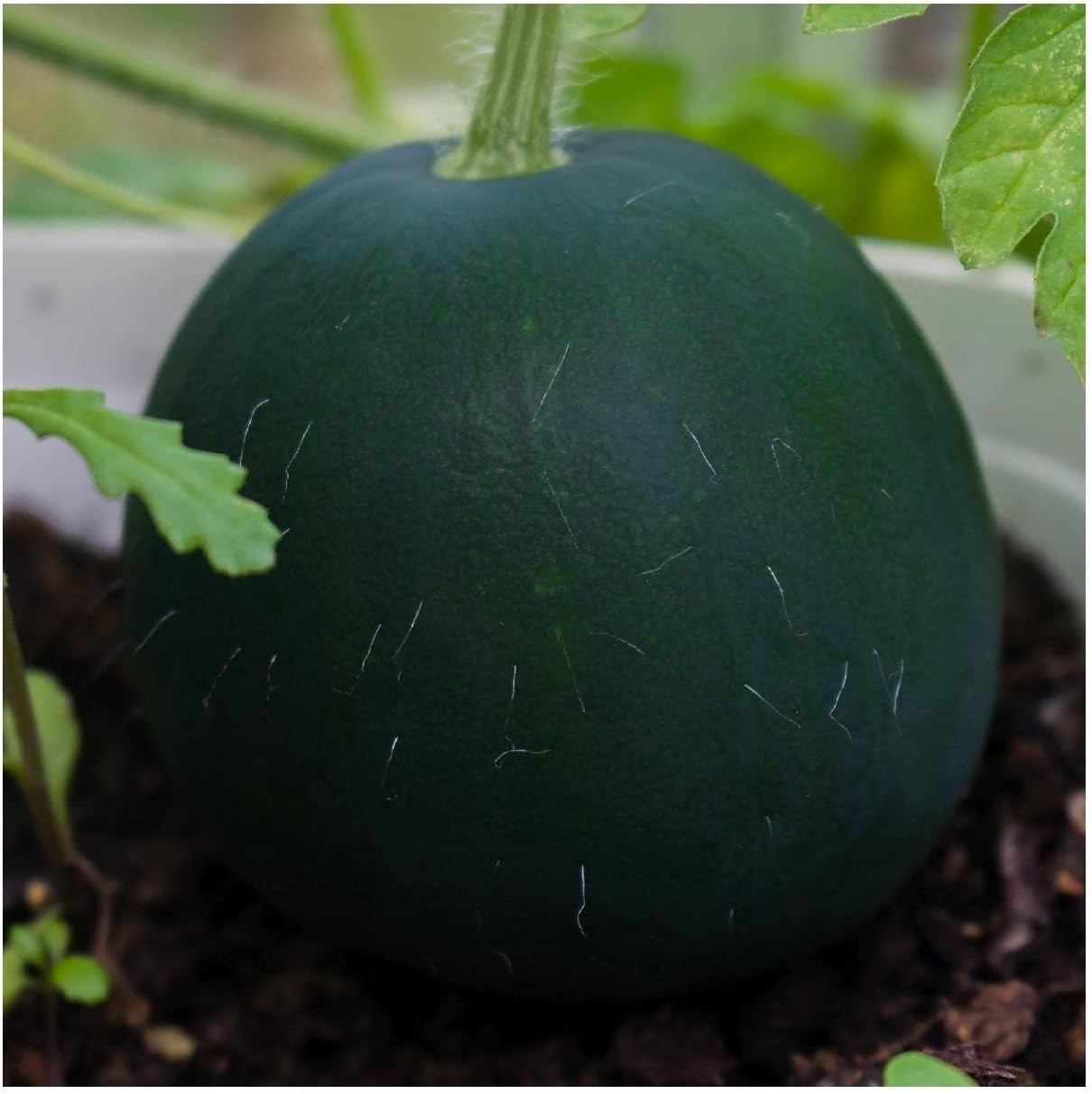 Everwilde Farms - 1 Lb Black Diamond Watermelon Seeds - Gold Vault