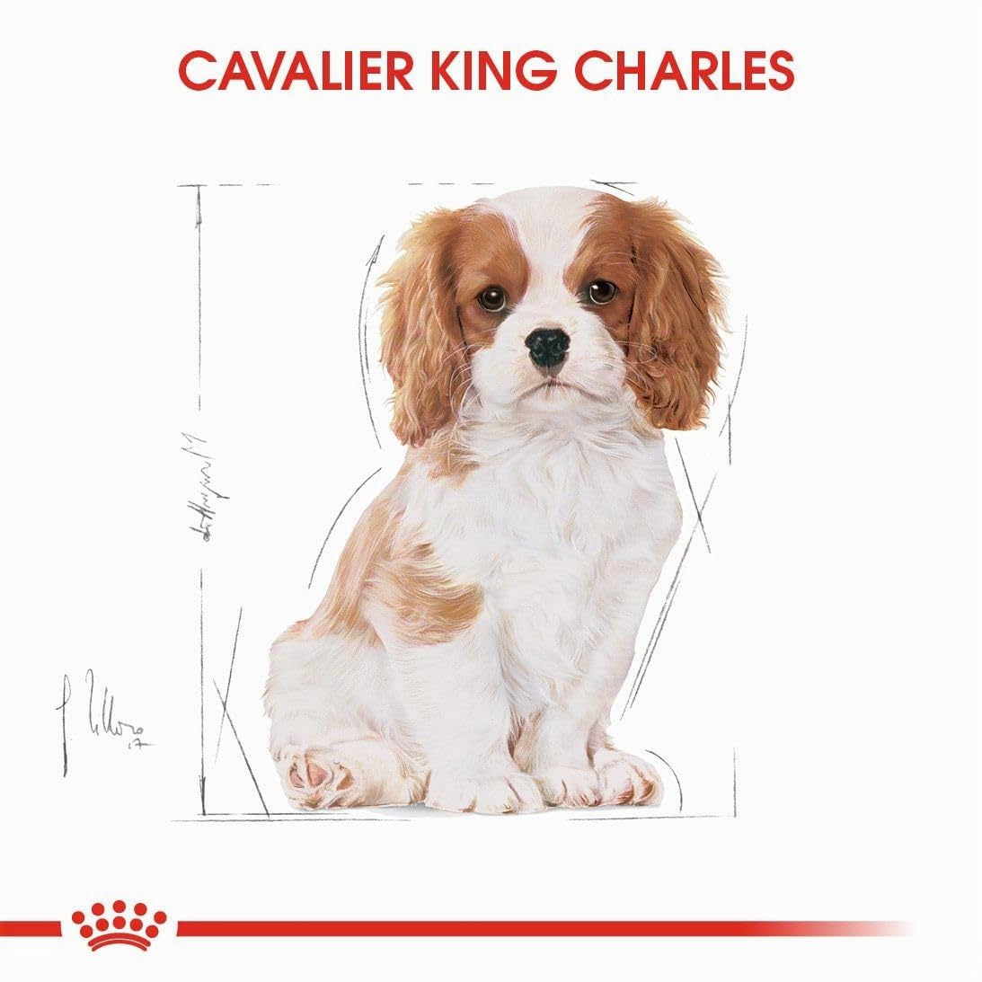 Royal Canin Cavalier King Charles Puppy | 1,5 kg | Croquettes pour Chiots | Peut Soutenir Les défenses Naturelles et la santé Cardiaque | Peut favoriser la Digestion