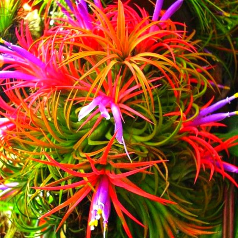 Amazon.com : 12 Air Plants, Tillandsia Air Plants Live Houseplants for  Garden, Red Lonantha Tillandsia Plant : Patio, Lawn & Garden