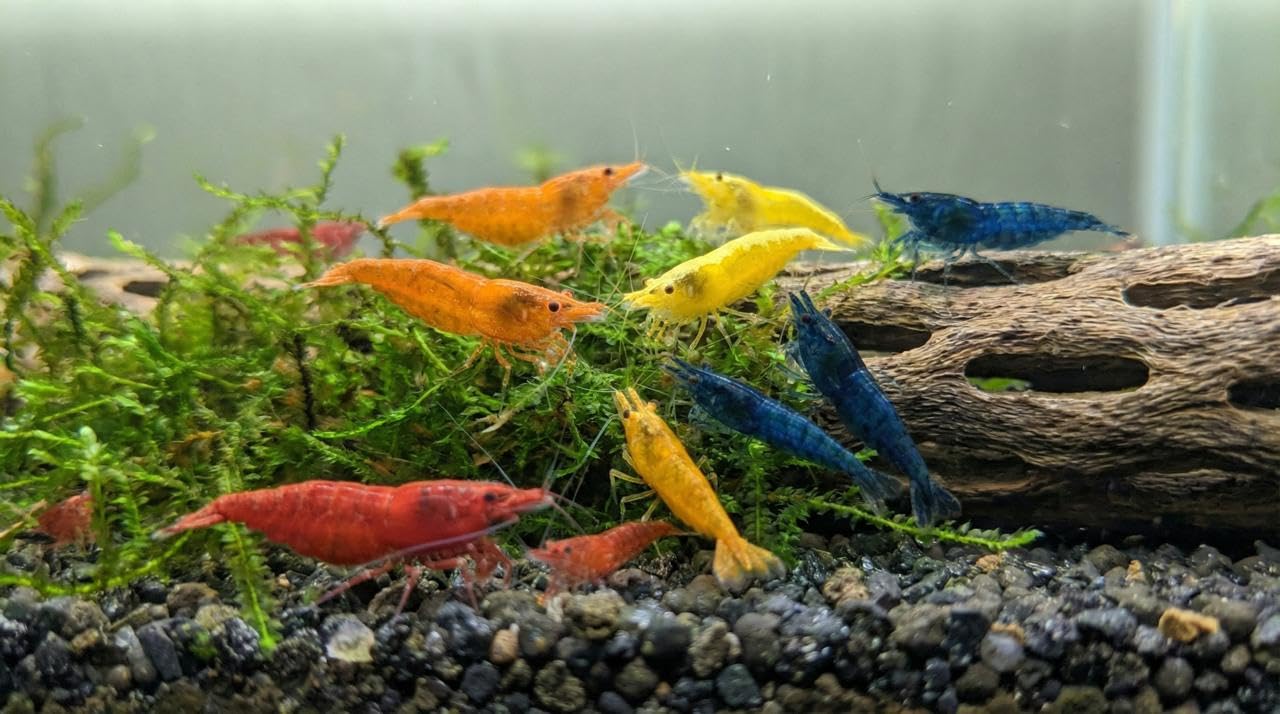 Seam Oasis Neocaridina Rainbow Shrimp Pack