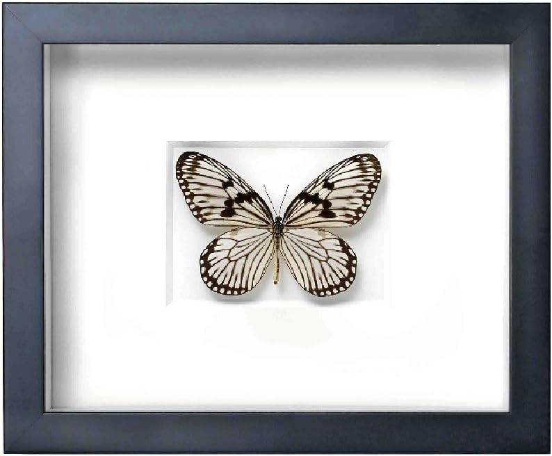 Pheromone Achromic Ricepaper Butterfly