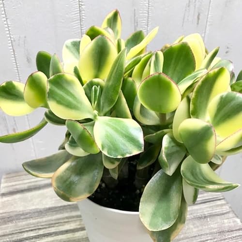 Miniatura 4 de Planta viva de jade abigarrado, planta viva de jade Crassula Ovata, follaje abigarrado, planta de interior suculenta, maceta de 4 inc