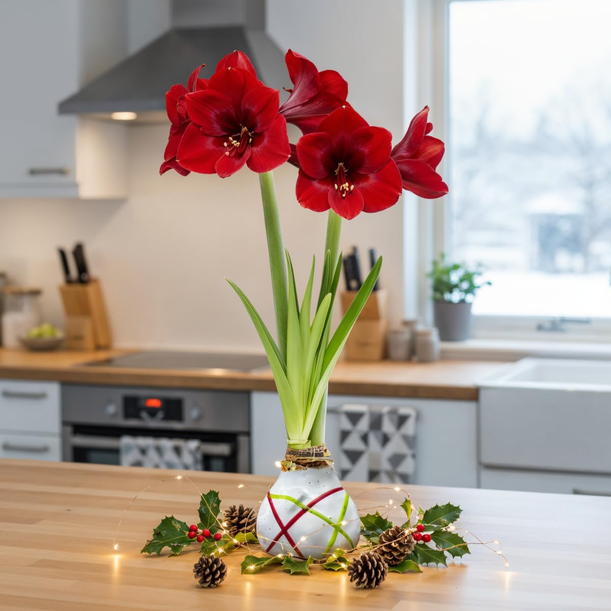 Amaryllis Bulbe en cire Striped White - 2 pièces