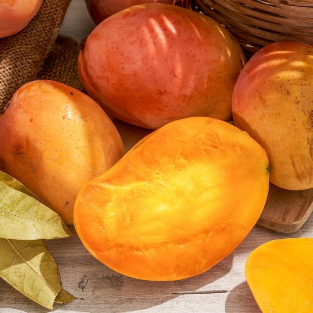 PIANTA DA FRUTTO TROPICALE Compatible with MANGO Compatible with KENSINGTON in vaso 20 età 2 anni (foto reali)