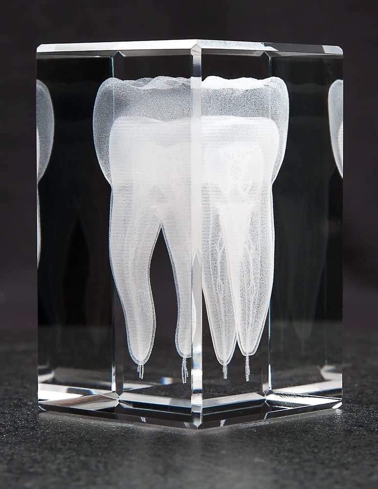 Toothl Model Gift, 3D Human Tooth, Laser Etched Anatomical Model for Home and Office Decoration, Dentists Gifts