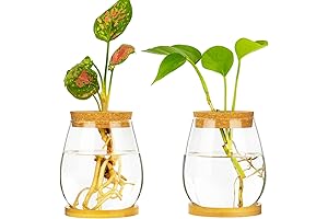 Betta Fish Plant Vase Kit: A Symbiotic Sanctuary for Your Finned Friend