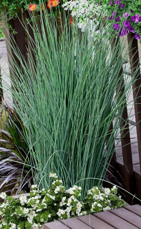 Rush Grass Blue Arrow | 1 Extra Large 3 Gallon Plants | Juncus inflexus | Vibrant Landscape Accent | Hardy Garden Addition