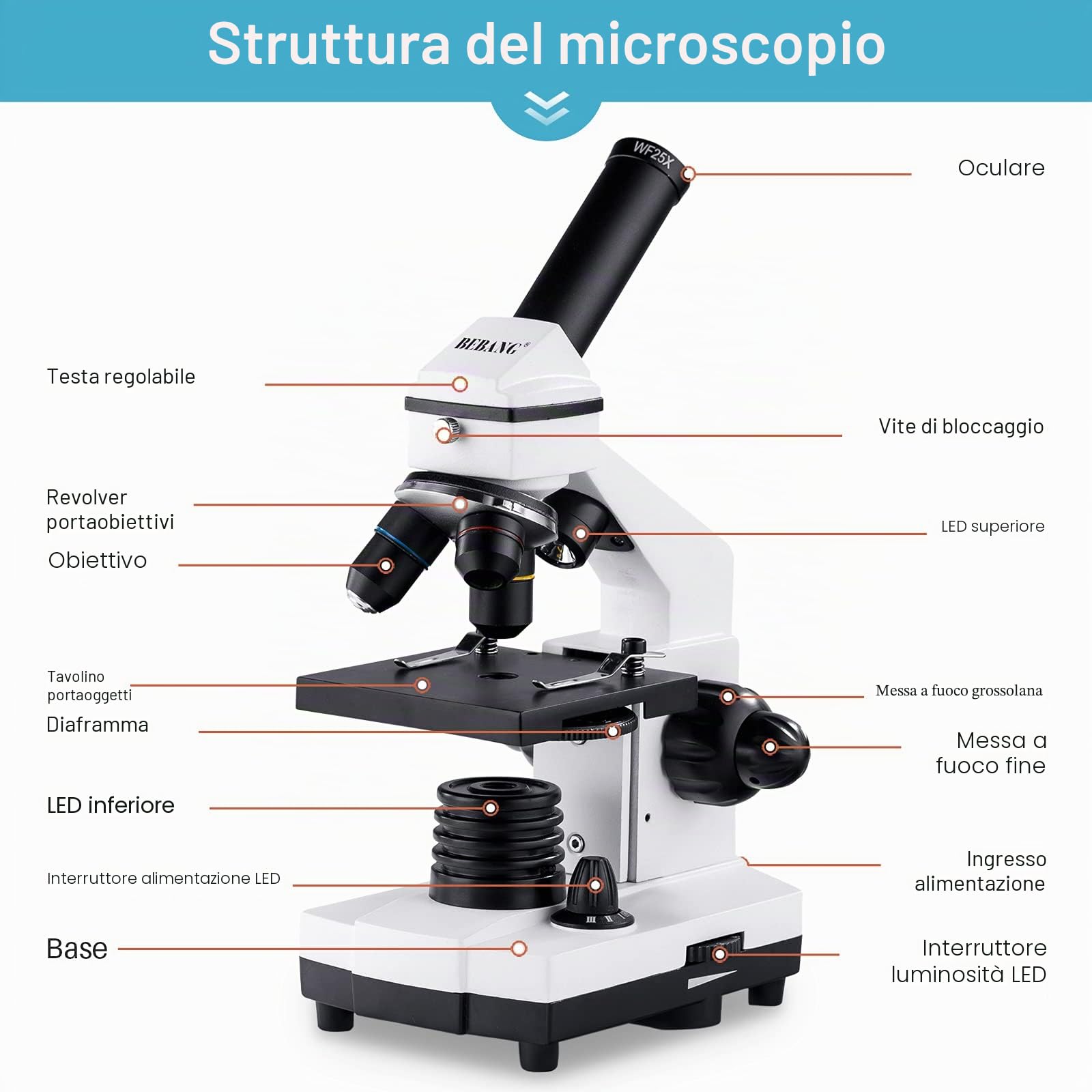 100X-2000X Microscopio Kit per Bambini Adulti: Microscopio per Scienza | Professionale Monoculare Microscopio Set per Studenti Principianti Scuola Laboratorio Casa Biologia Scienza Esperimenti