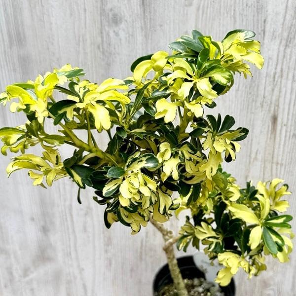 観葉植物：シェフレラ ジェニーネ*プラポット 金魚葉ホンコン