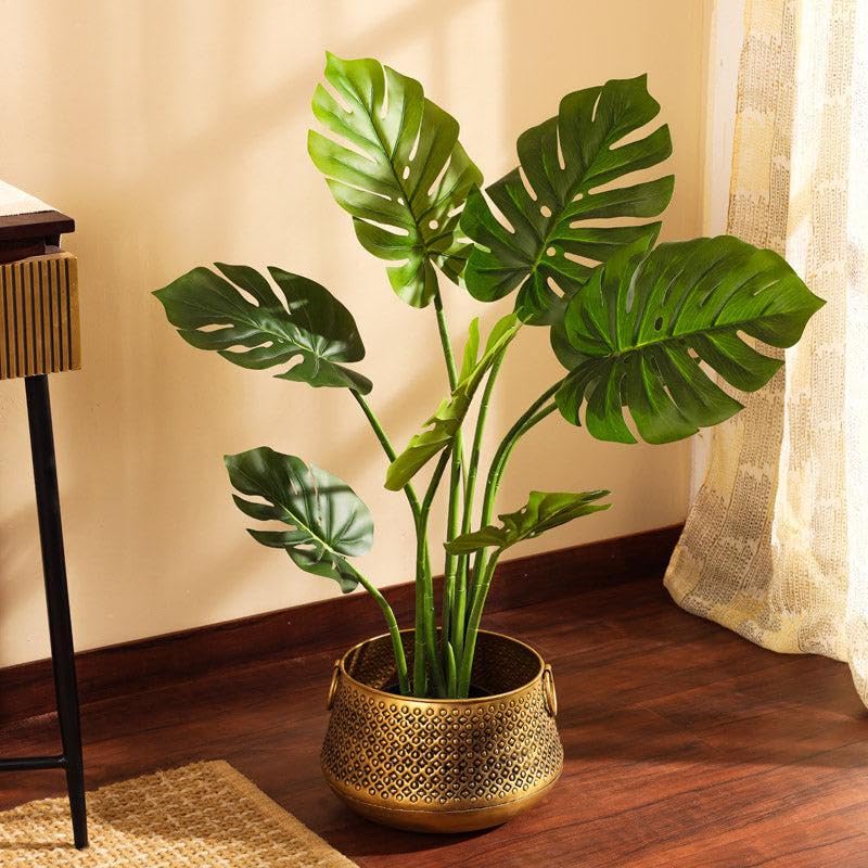 Original Monstera Deliciosa Live Plant with Grow Bag and Pot | Air Purifying Tropical Indoor Houseplant | Lush Green Foliage Plant for Home Office Living Room Garden Decor | Indoor Plant Pack of 1-image-28