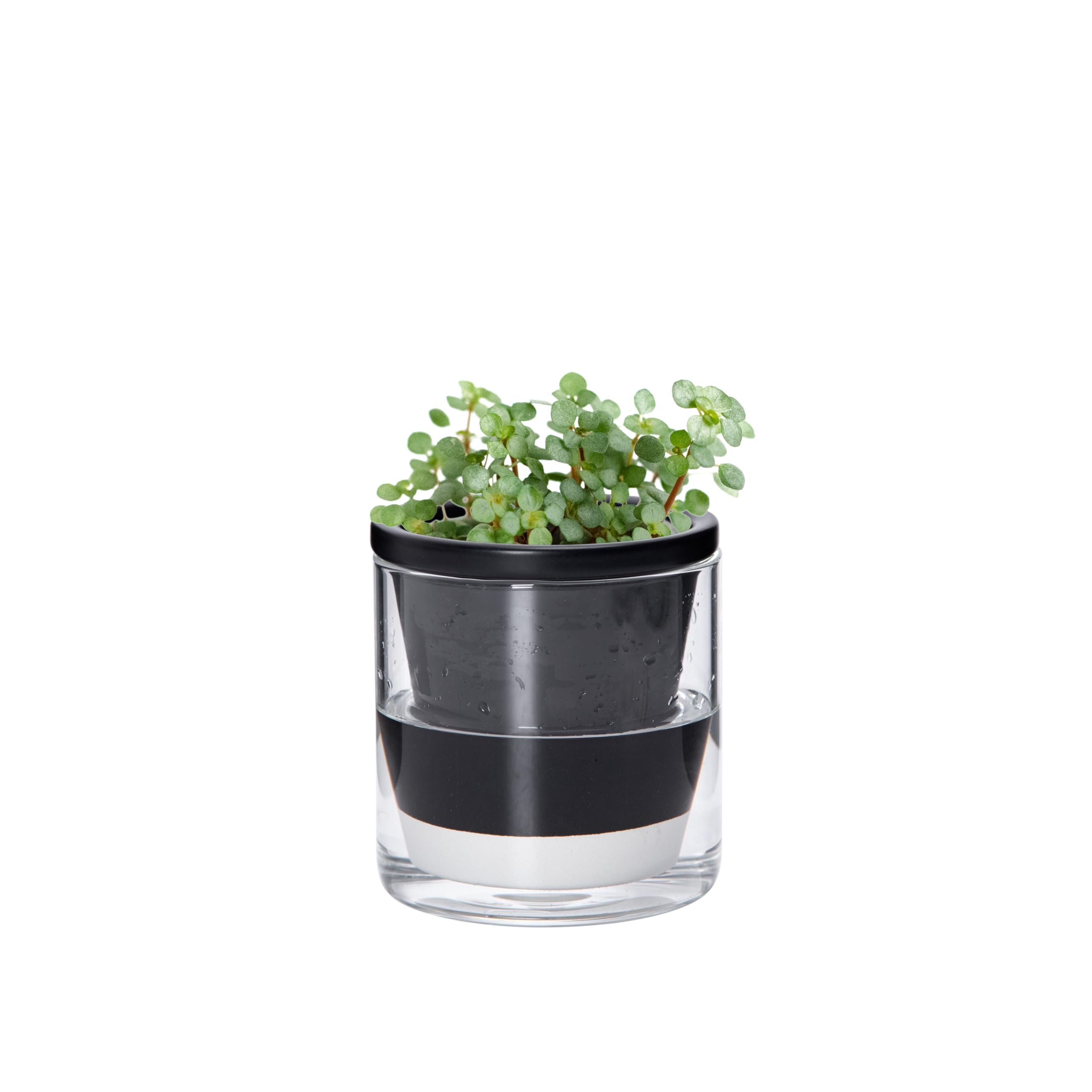 D'vine Dev 4 Inch Design Self Watering Planter for Indoor Plants, Black Terracotta Pot with Cylinder Glass Cup, 37-X-A-3