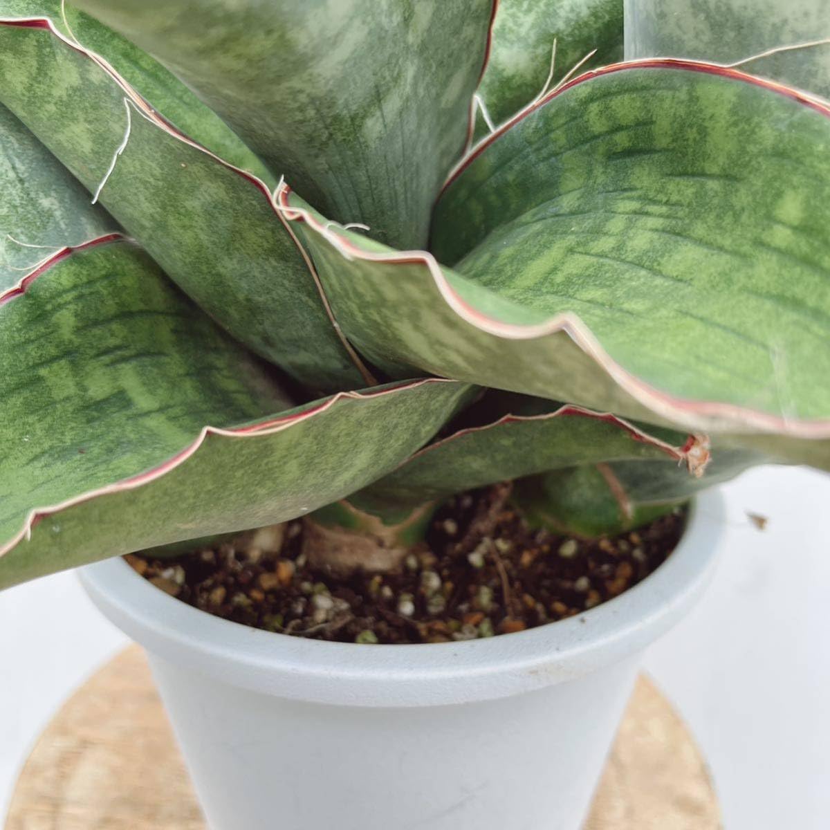 Amazon.co.jp: 多肉植物 サンスベリア ドラゴンウィング 5号 子株付き