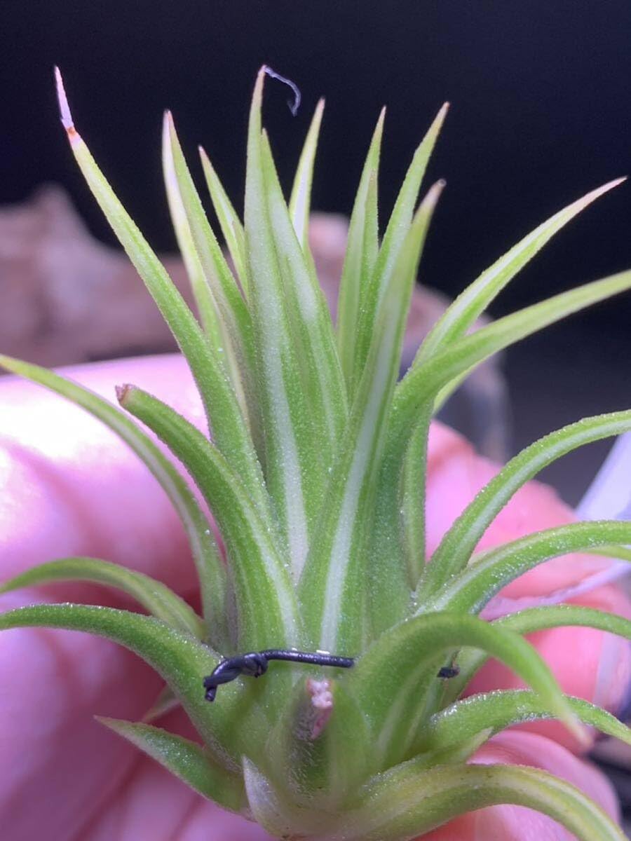 Tillandsia ionantha 'Albo-Marginata' Tillandsia Ionanta Tillandsia ionantha 'Albo-Marginata' Tillandsia Ionanta