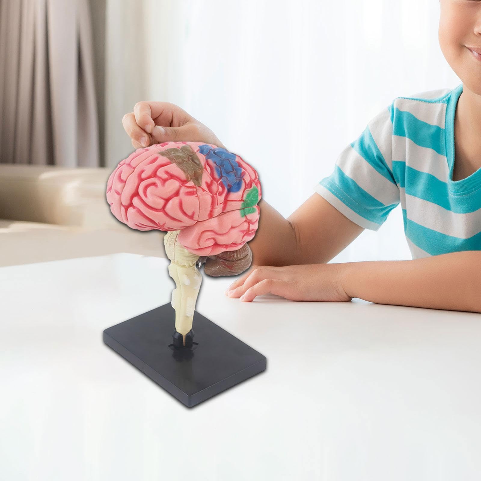 Model ludzkiego mózgu, model anatomiczny, łatwa w użyciu zabawka, figurka biurowa 4D dla studentów, nauczanie neuronauki,