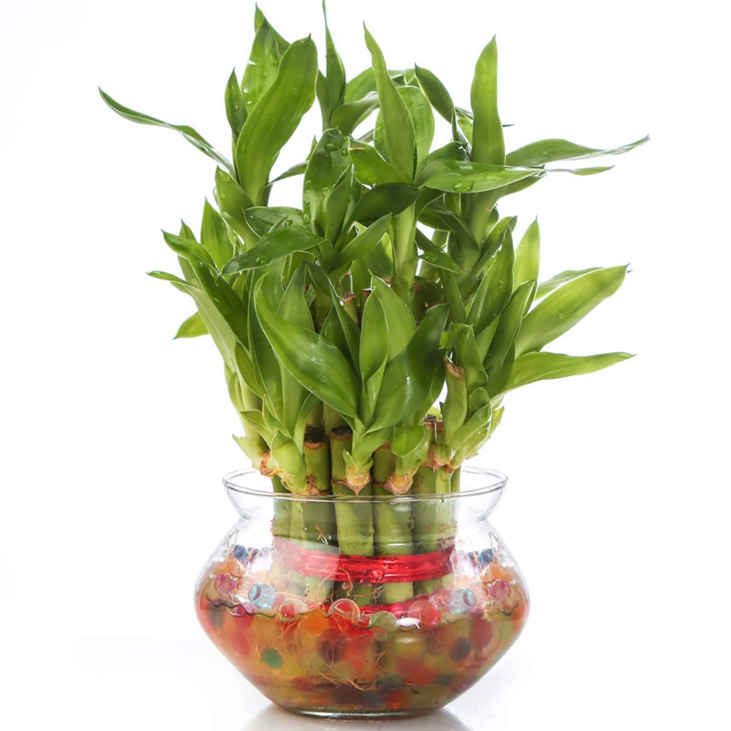 See full amazon price history chart for NiMoj | 2 Layer Lucky Bamboo Plants for home decoration - Indoor Vastu Bamboo Plant with Pot - Home/Office Decor Gifts NiMoj | 2 Layer Lucky Bamboo Plants for home decoration - Indoor Vastu Bamboo Plant with Pot - Home/Office Decor Gifts (B0BCZNMTF5) Amazon Price History, Amazon Price Tracker