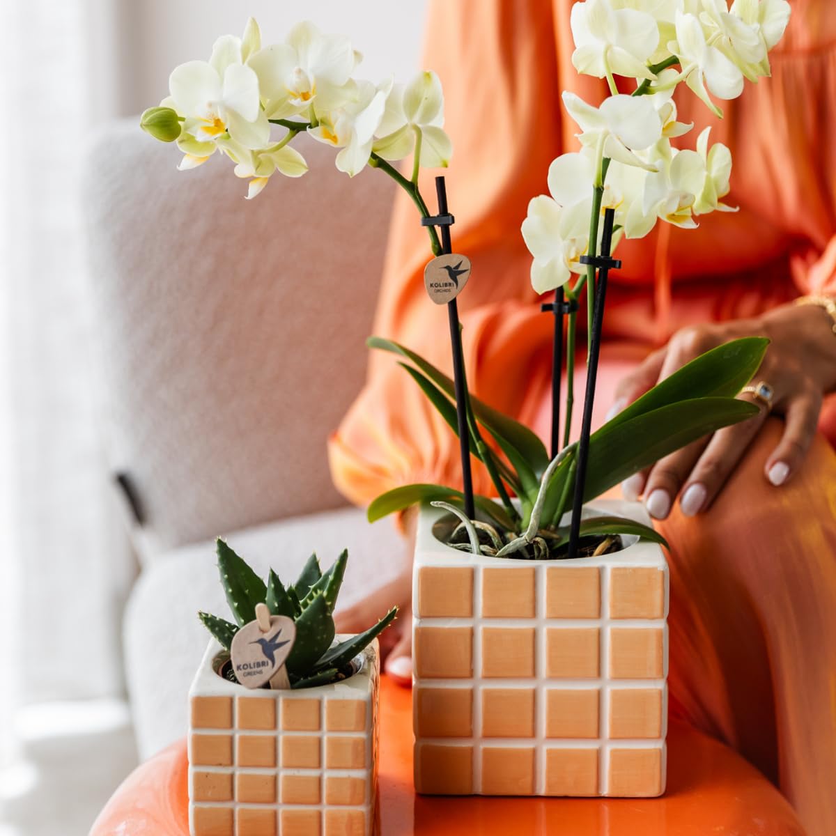 KOLIBRI Orchids | gelbe Phalaenopsis-Orchidee - 34cm hoch - Topfgröße Ø9cm|blühende Zimmerpflanze - frisch vom Züchter, Grün