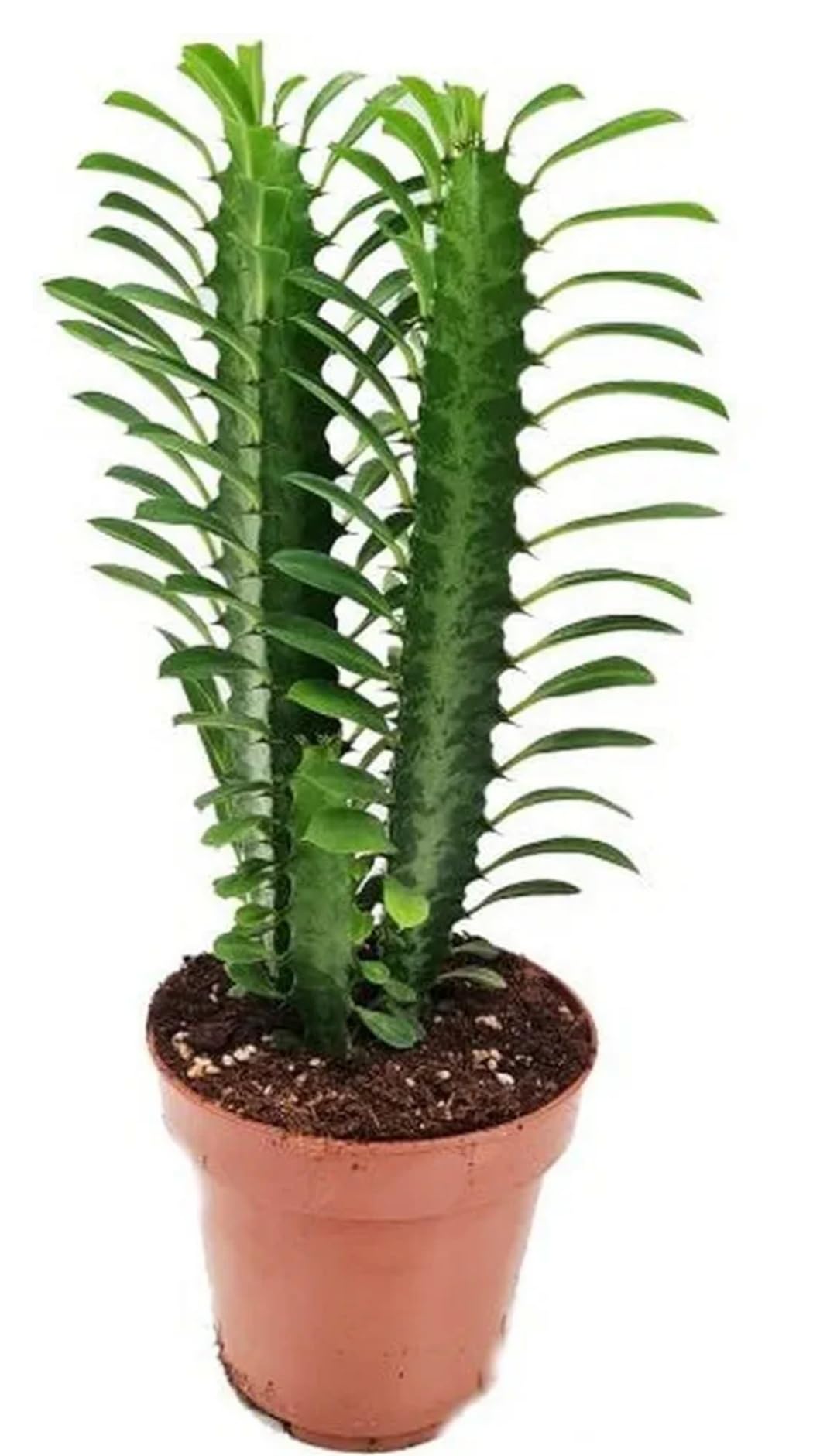 Milk‐tree♡ Live And Healthy Euphoria Trigona Rubra-African Milk Tree