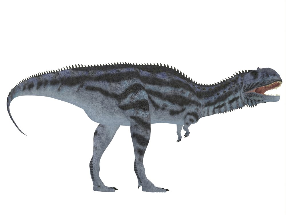 Amazon.com: Posterazzi Majungasaurus was a carnivorous theropod