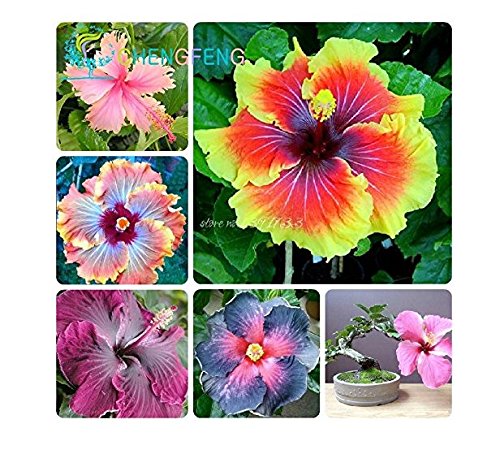 Preisvergleich Produktbild Hibiskus Samen