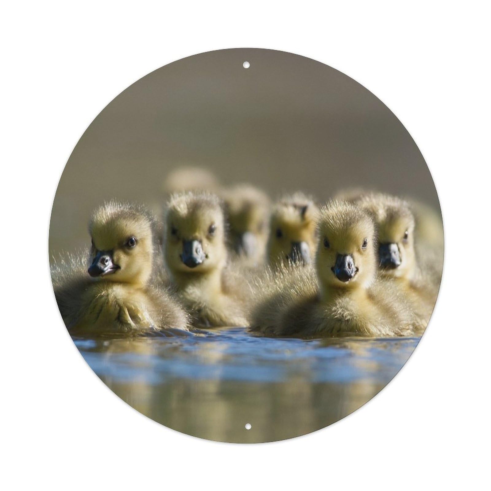 Cute Swan Cygnets Bird Wildlife Classic Nature Metal Tin Sign
