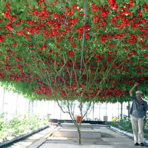 Tomate vivace Arbres énormes Serre extérieure Graines de tomates Beefsteak disponibles en bonsaï Livraison gratuite Chocolat Paquet de 500 graines